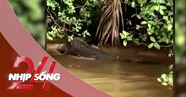 NHỊP SỐNG 24: Cá sấu dài 2m xuất hiện trên kênh ở Bến Tre